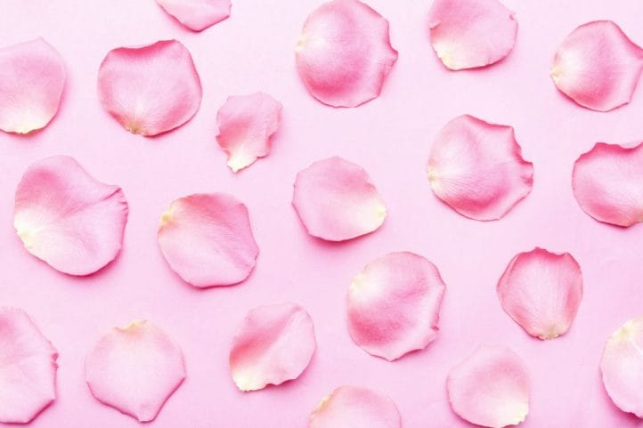 Pink rose petals.